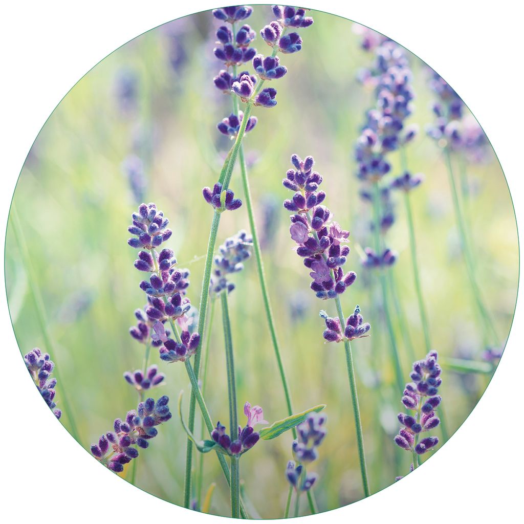 Wallario Premium Glasbild, freischwebende Optik, kräftige Farben, rund 50cm Durchmesser, Motiv Lila Blumenfreude - Violette Pflanzen auf der Wiese