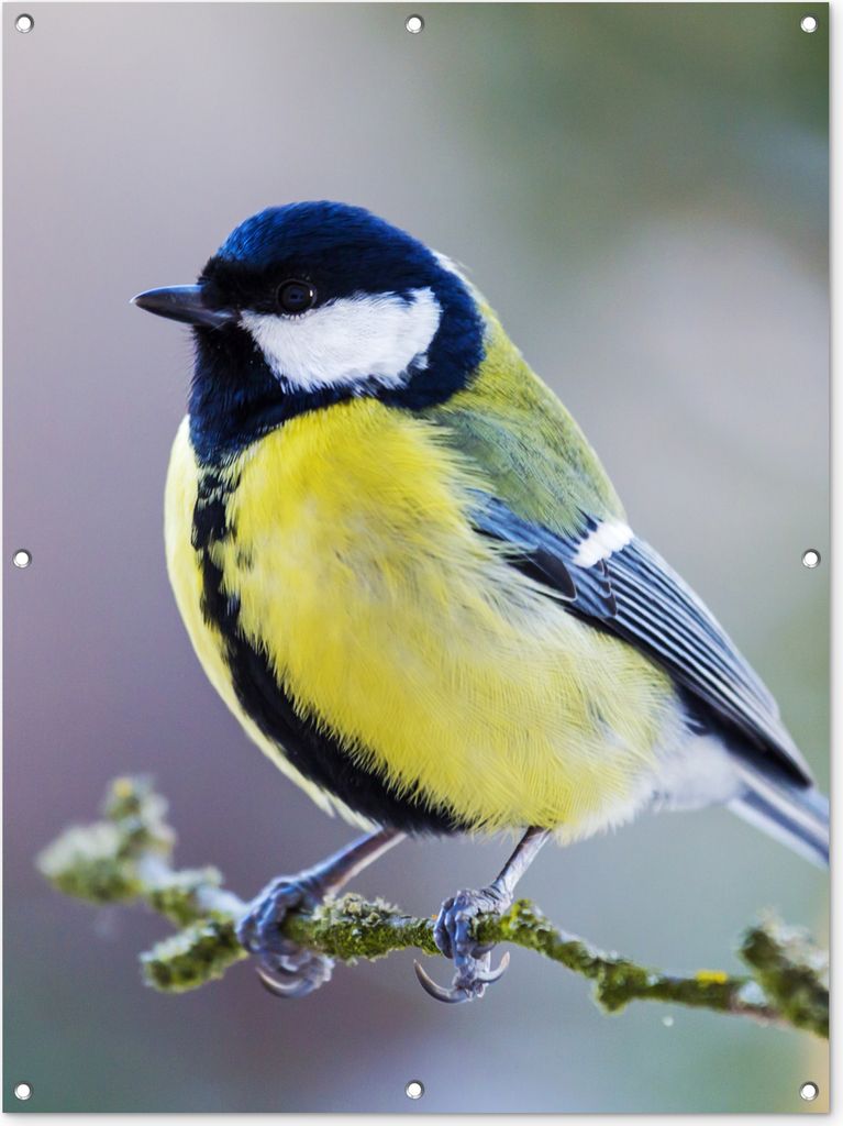 MuchoWow 90x120 cm Outdoor-Poster Gartendeko Sichtschutz Garten Poster für den Garten Kohlmeise - Vogel - Zweig