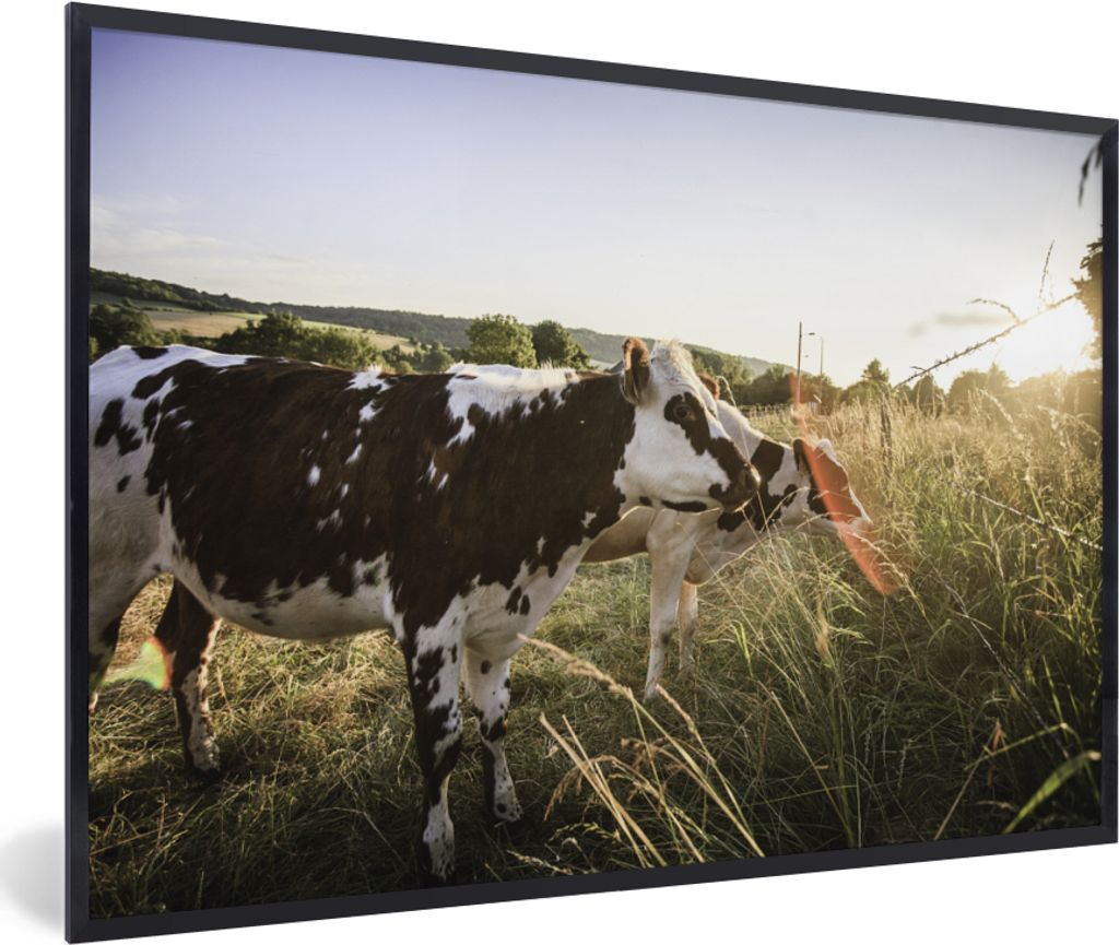 MuchoWow® MuchoWow® Gerahmtes Poster Kühe - Licht - Natur Produktbild 