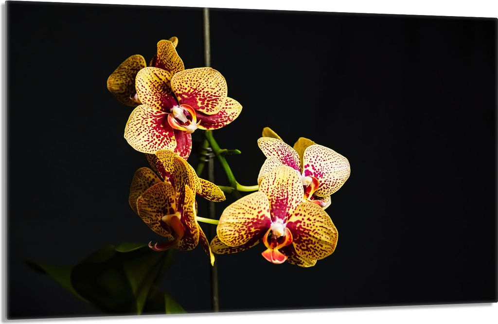 Glasschutzplatte für den Herd 80x52 Orchidea