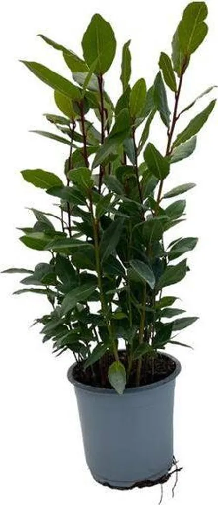 Laurier véritable Laurus nobilis Ø14cm 35cm plante aromatique