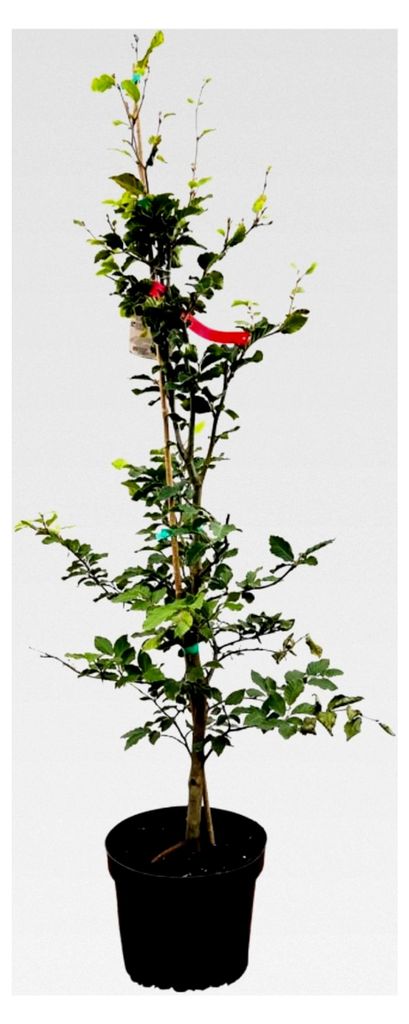 Rotbuche 80-100 cm – Winterhart, Mehrjährig, Pflegeleicht – Heckenpflanze für Garten und Sichtschutz