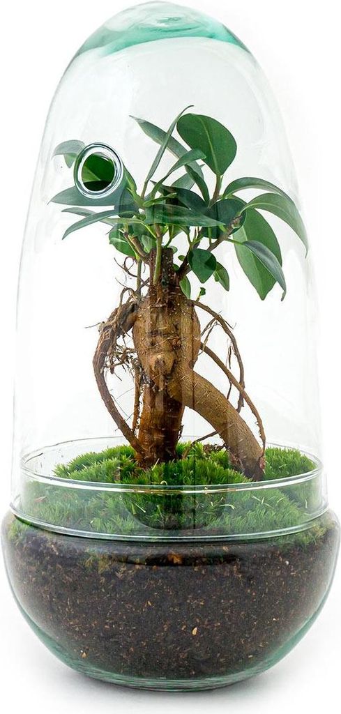 Flaschengarten Egg Bonsai – DIY Terrarium mit Ficus Ginseng – Mini – Biotop – Ø12cm x H25cm – Do – it – yourself