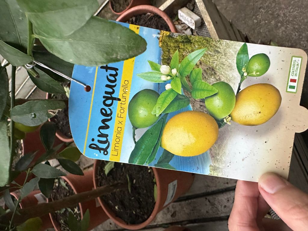Limequat 60-80 cm Zitruspflanze Limettenbaum mit Früchten Kumquat Citrus Obst Pflanze Fortunella Kumquat Limonia Limone