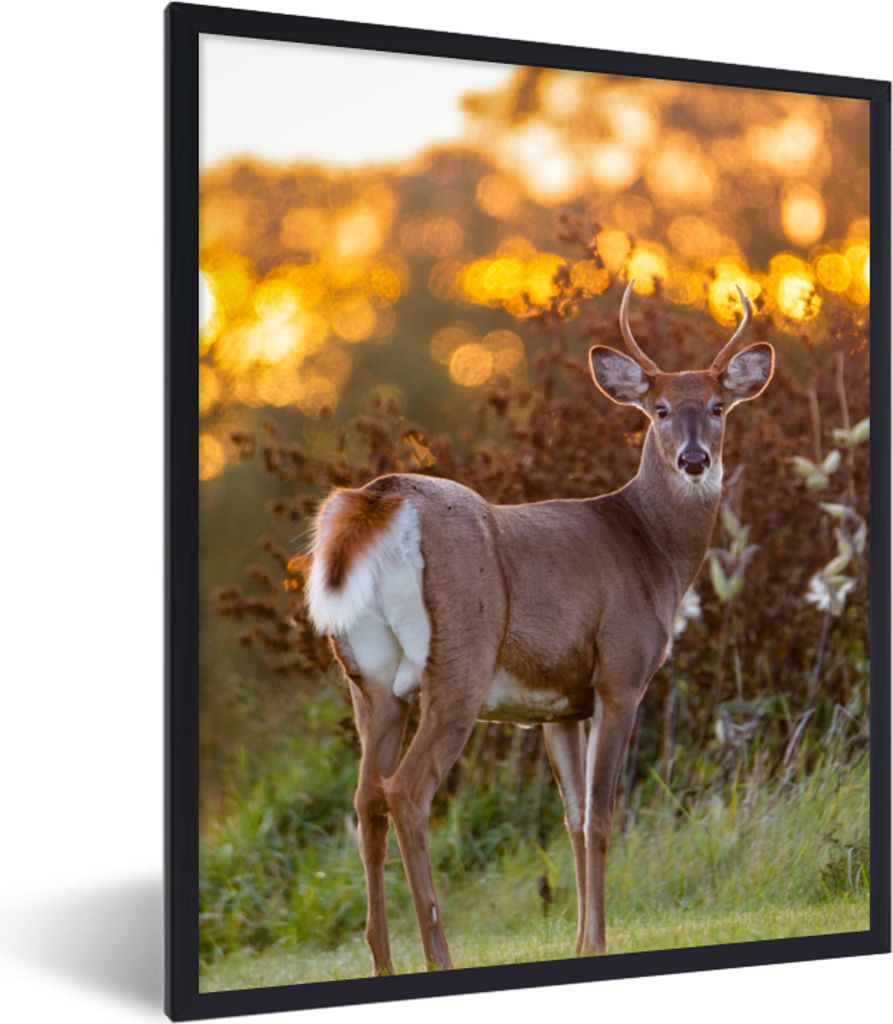 MuchoWow Gerahmtes Poster Hirsche - Pflanzen - Sonnenuntergang - Wildtiere - Natur 30x40 cm - Poster mit Schwarzem Bilderrahmen Wandposter Rahmen...