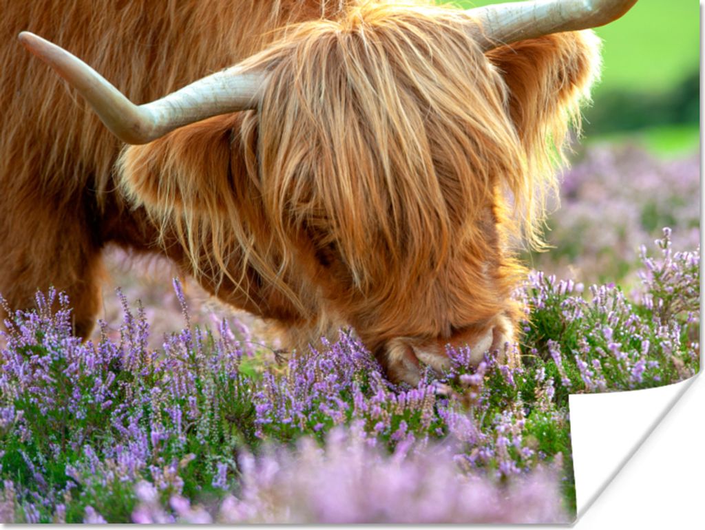 MuchoWow Poster Schottische Highlander - Gras - Heidekraut - Tiere 160x120 cm - Foto Plakat