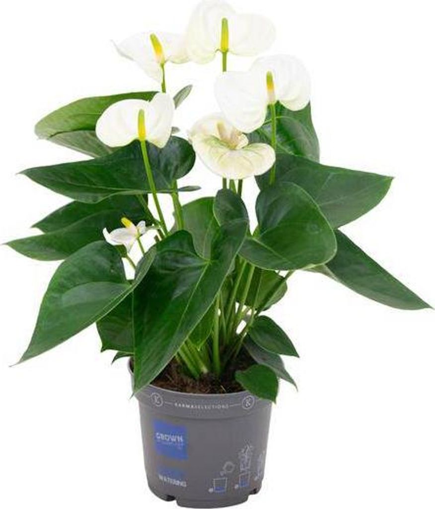 Flamingoblume Anthurium Weiß Ø12cm 43cm Tropische Blühpflanze Zimmerpflanze