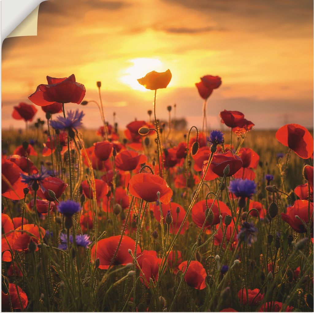 ARTland Wandbild, selbstklebend Mohnblumen im Abendlicht Größe: 30x30 cm