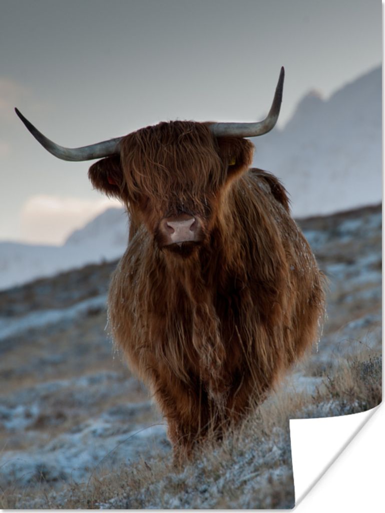 MuchoWow Poster Schottischer Hochländer - Landschaft - Schottland 90x120 cm - Wohnzimmer