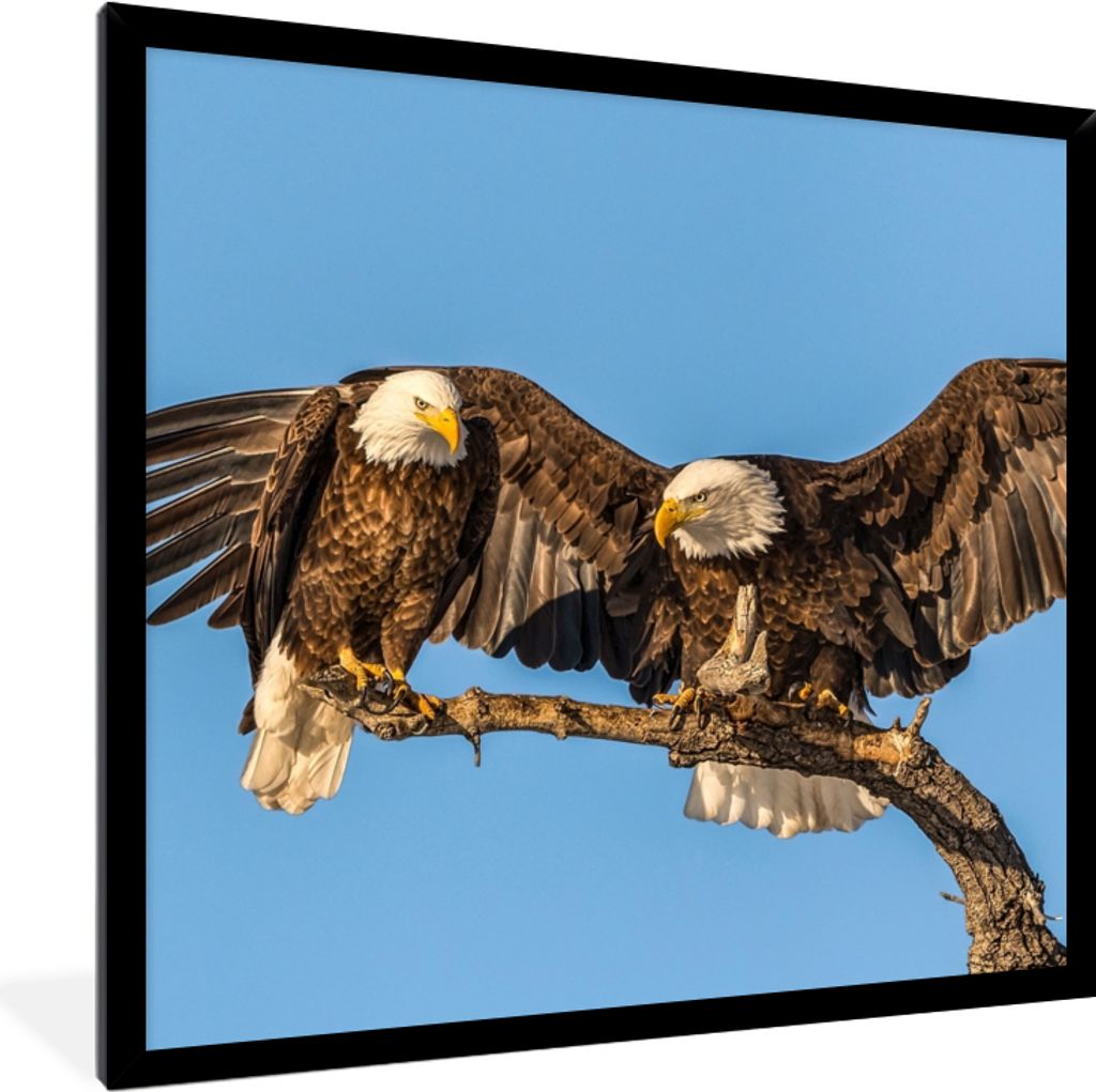 MuchoWow Gerahmtes Poster Vogel - Äste - Adler - Raubvögel - Luft 40x40 cm - Poster mit Schwarzem Bilderrahmen Wandposter Rahmen Foto Bilder - ...