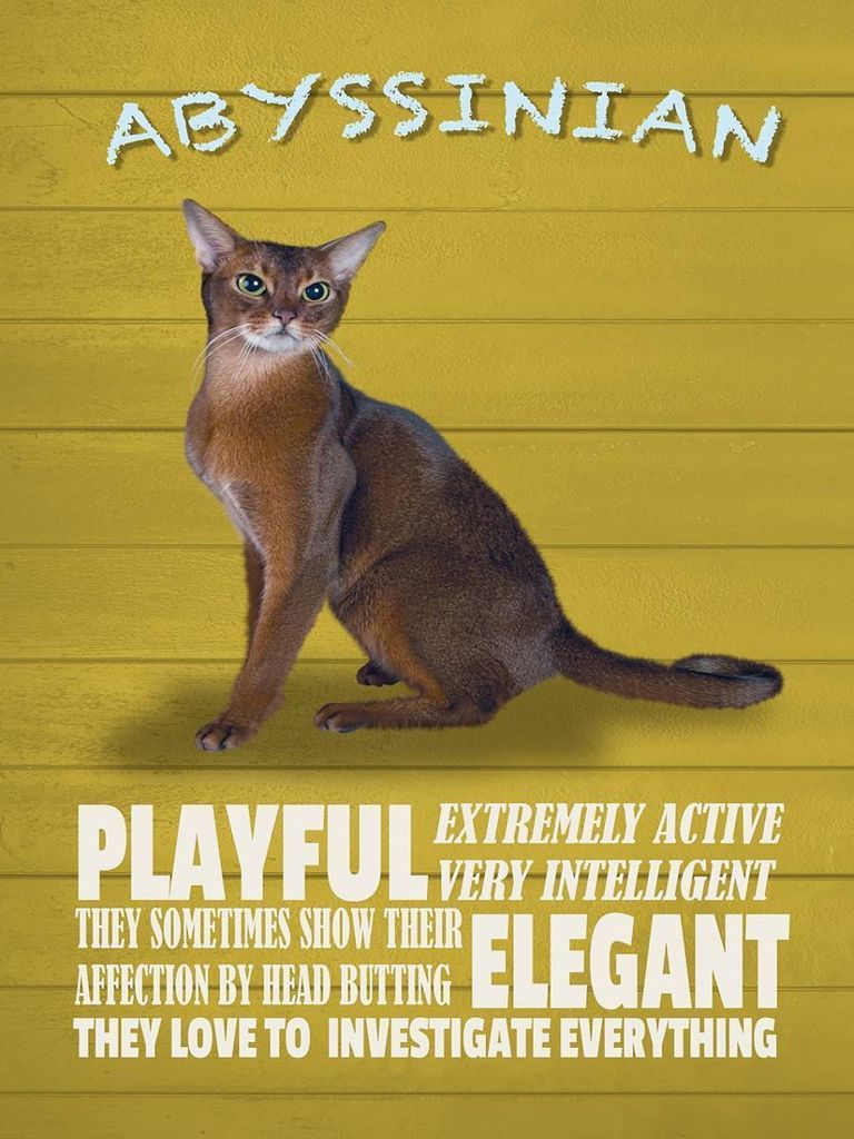 vianmo Holzschild 40x30 cm Abyssinian Katze playful elegant Produktbild 