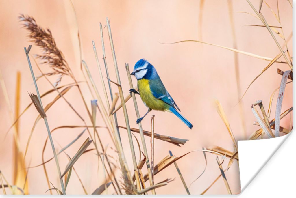 MuchoWow Poster Vogel - Blaumeise - Schilf 30x20 cm - Plakate - Print