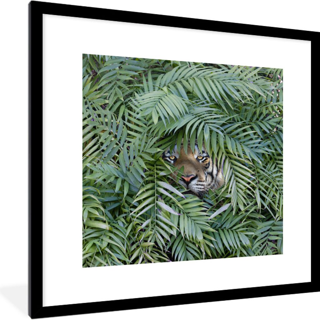 MuchoWow Gerahmtes Poster Versteckter Tiger zwischen den Pflanzen 40x40 cm - Poster mit Schwarzem Bilderrahmen Wandposter Rahmen Foto Bilder - Po...