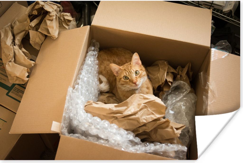 MuchoWow Poster Katze - Box - Rot 120x90 cm - Wandbild