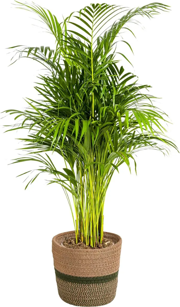 Areca Lutescens Purifiant l'Air - Palmier Doré Facile Entretien 100cm