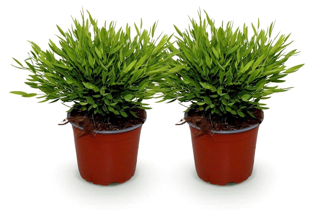 Zimmerpflanze - Bamusa Pogonatherum Monica - Bambusgras - Haustierfreundlich - Grün - 2 Pflanzen - Topf 12cm - Höhe 30-35cm