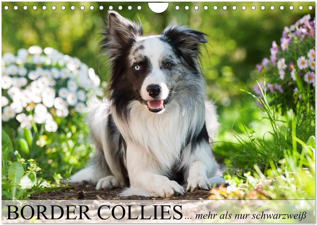 Border Collies - nicht nur schwarzweiß (Wandkalender 2026 DIN A4 quer), CALVENDO Monatskalender