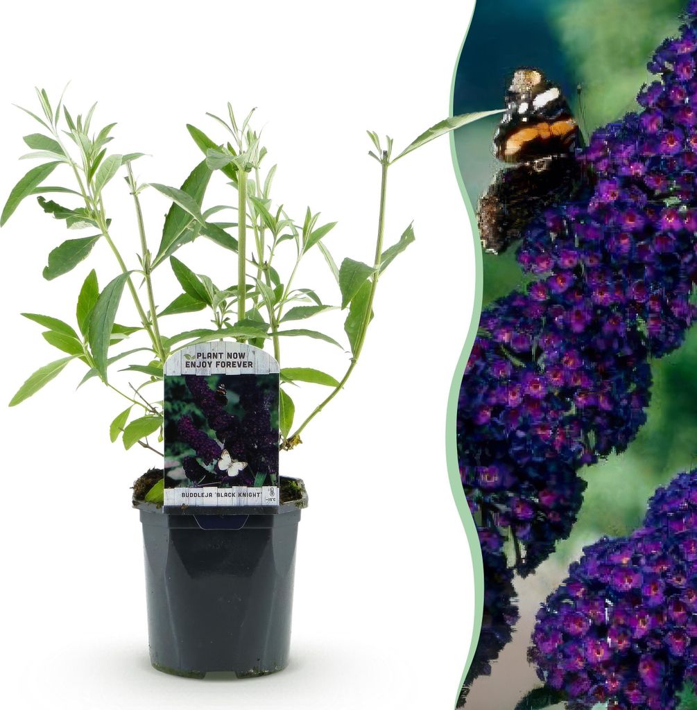 GreenboutiQ - Schmetterlingsflieder Winterhart - Buddleja davidii Purple Emperor - Blüte Lila - 1 Pflanze - Laubabwerfend - Schmetterlingsanziehe...