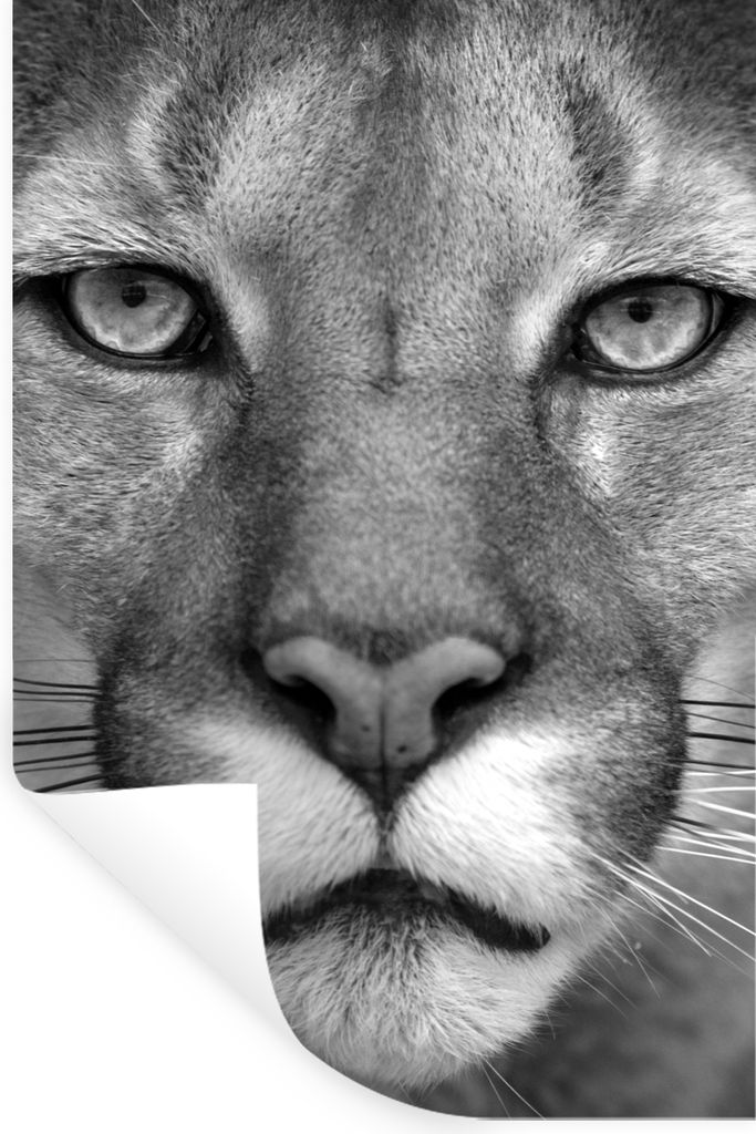 MuchoWow Wandtattoo Wandsticker Wandaufkleber Panther - Wildlife - Schwarz - Weiß 40x60 cm Selbstklebend und Repositionierbar - Wierderverwendba...