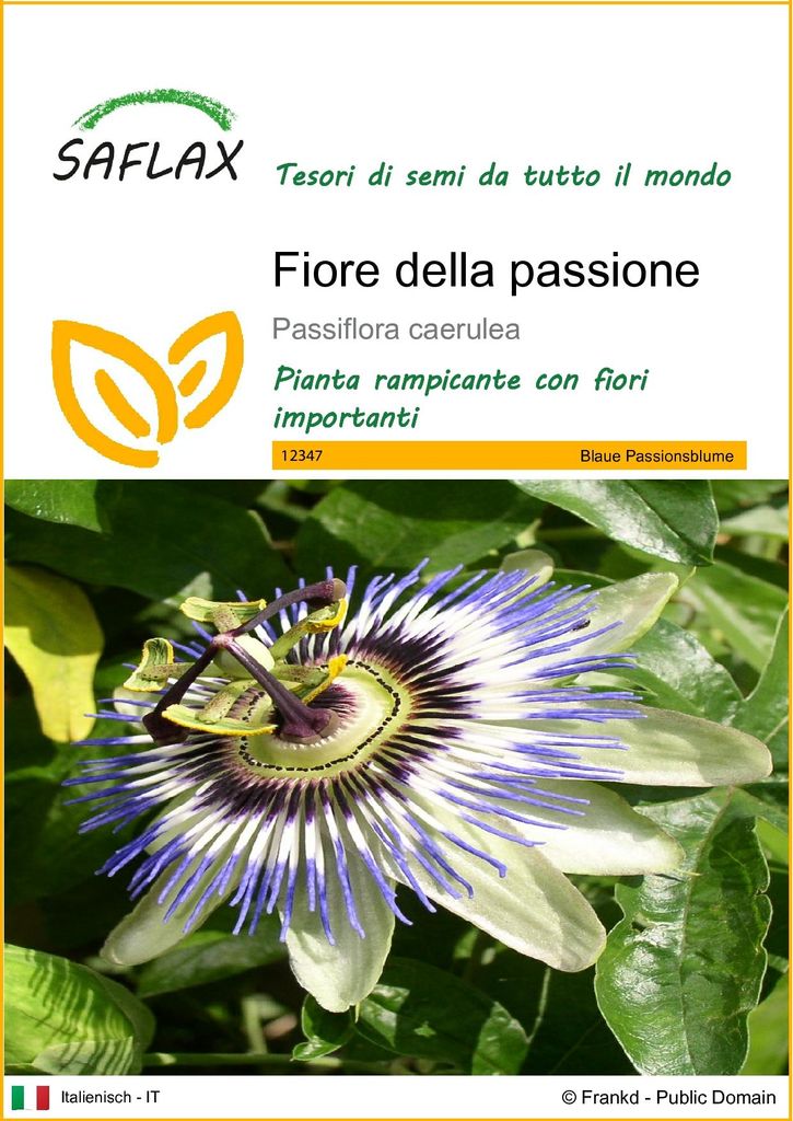 SAFLAX  - Fiore della passione - 25 semi - Passiflora Immagine del prodotto 