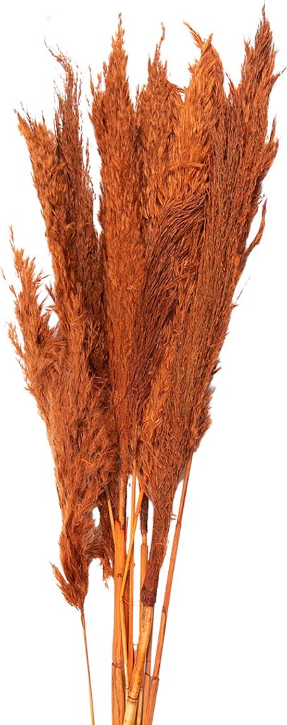 Clayre & Eef Trockenblumen 90 cm Orange Trockenblumen