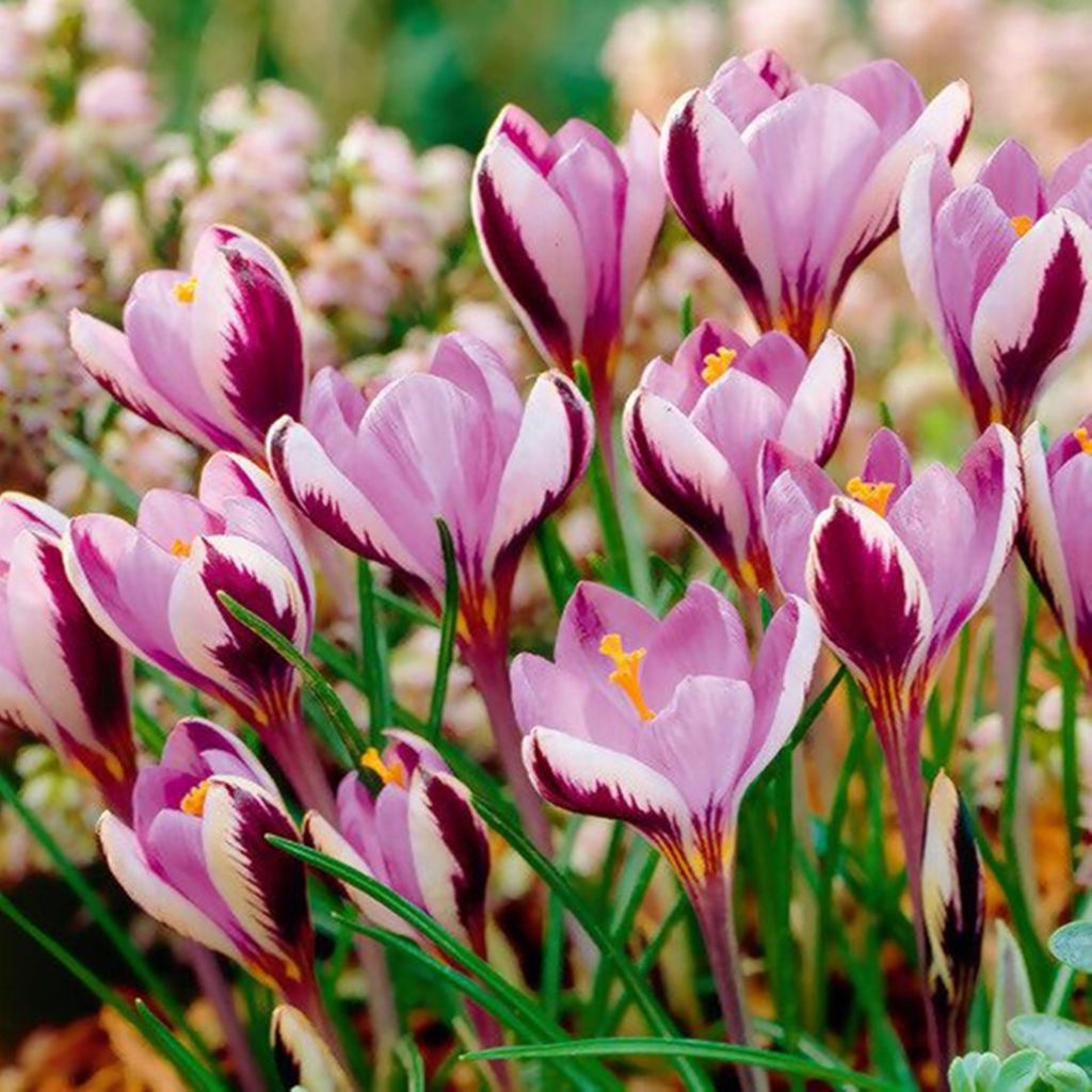Bulbi da fiore Bulbi Crocus a fiore grande Crocus Minimus 5 Immagine del prodotto 