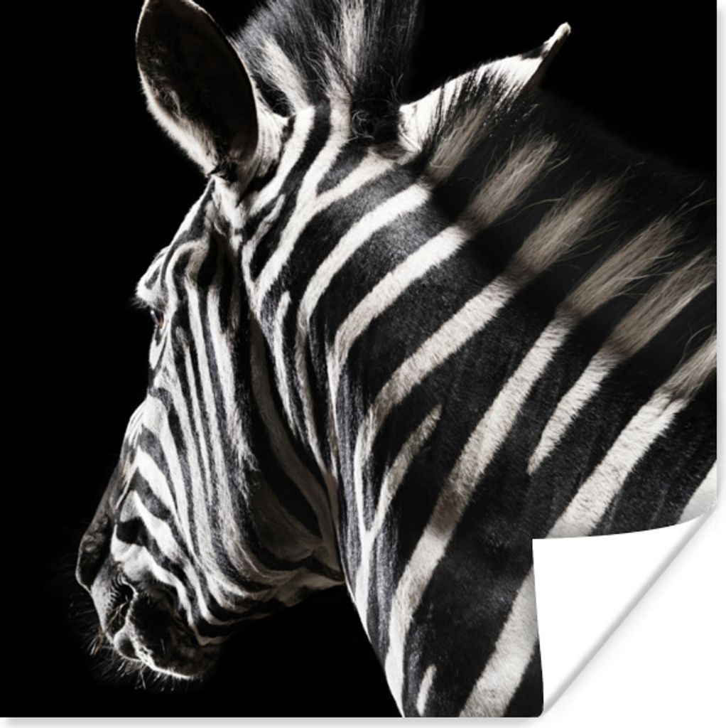 MuchoWow Poster Zebra - Tier - Weiß 50x50 cm - Wohnzimmerdekoration