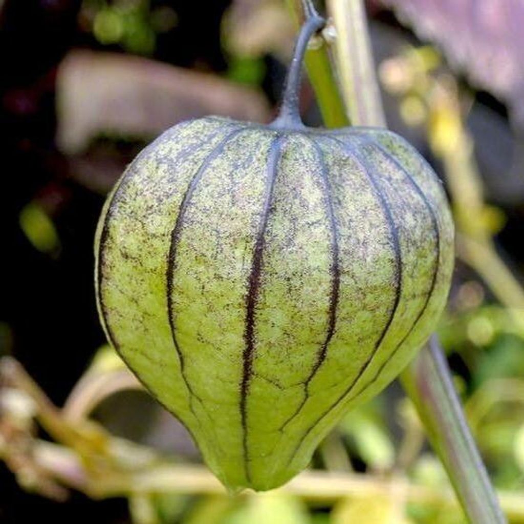 Tomatillo (Physalis ixocarpa)  - 20 graines Image du produit 