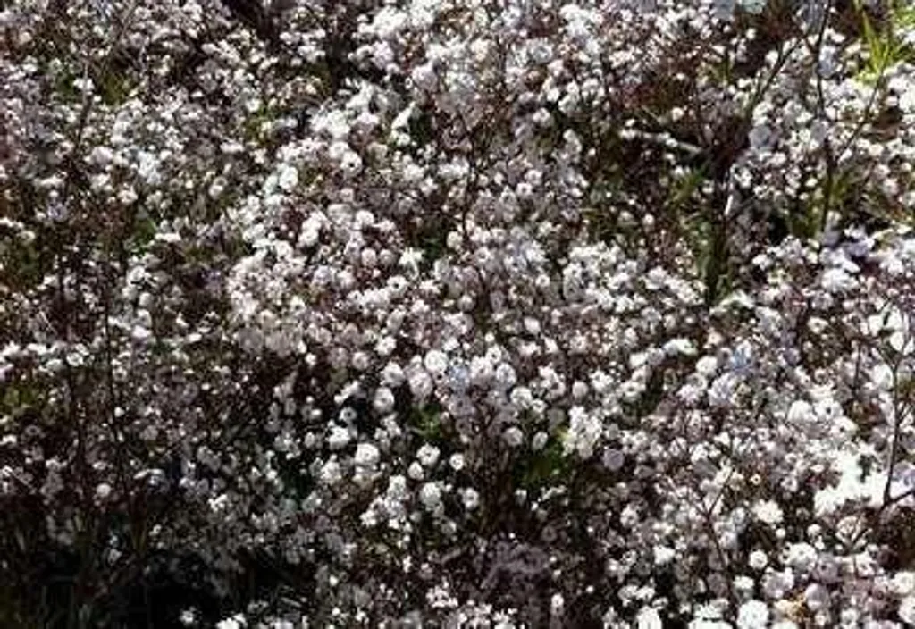 Gypsophila Bristol Fairy - Fleurs doubles blanches - 6 godets 9x9 cm