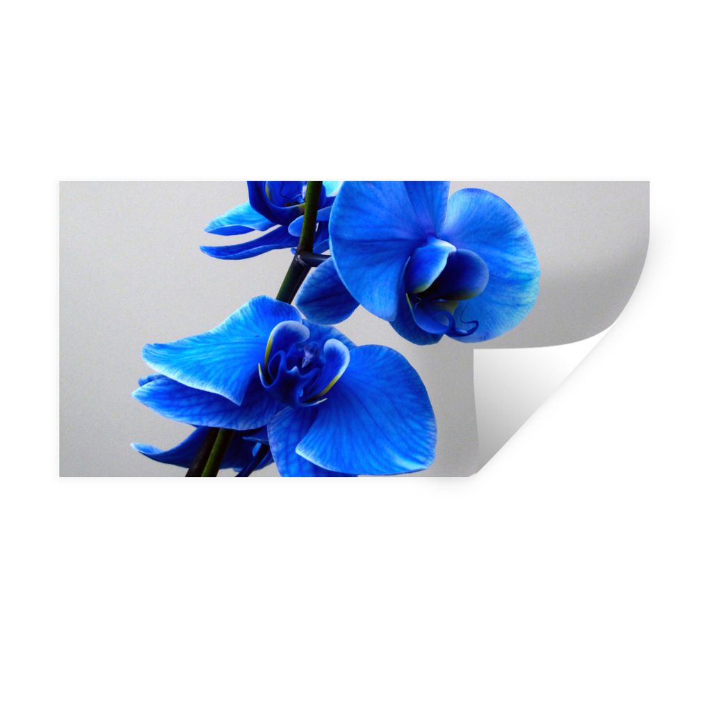 MuchoWow Wandtattoo Wandsticker Wandaufkleber Blaue Orchidee 120x60 cm Selbstklebend und Repositionierbar - Sticker - Dekorfolie