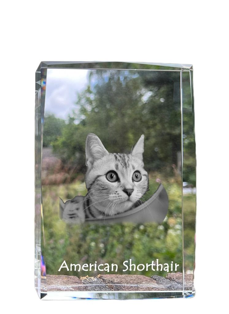 Amerikanisch Kurzhaar - Kristall mit einem Katzenbild, Bild im Glas, moderne Ausstellung des Art-Dog-Fotos.