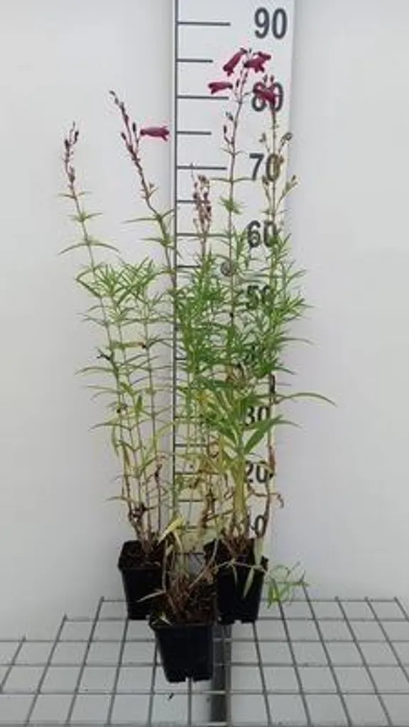 6 Penstemon hybr. Schoenholzeri Firebird - Vivaces en Pots de 9x9 cm