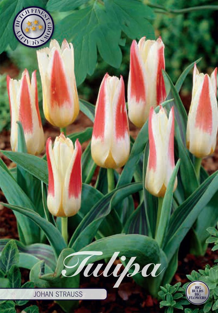 Kaufmannia - Johan Strauss - Tulipa
