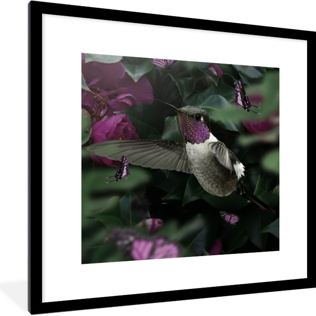 MuchoWow MuchoWow Gerahmtes Poster Kolibri - Lila - Grün 40x40 cm - Poster mit zchwarzem Bilderrahmen - Poster - Plakat im Rahmen