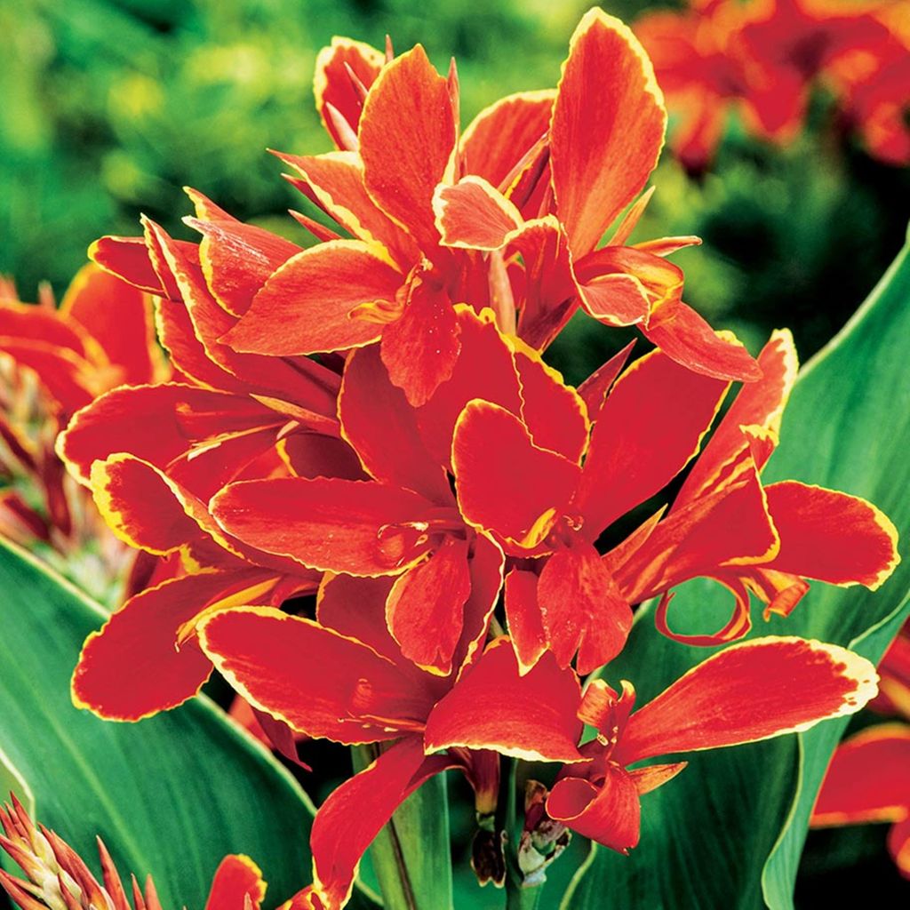 Canna Kanna Blüten Knolle Töpfe Garten Canna Yellow-Red 1 St.