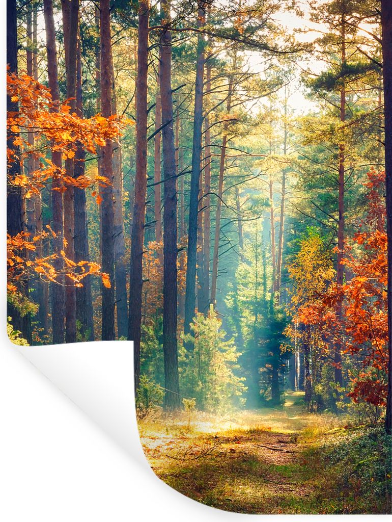MuchoWow Wandtattoo Wandsticker Wandaufkleber Wald - Sonne - Natur - Herbst 30x40 cm Selbstklebend und Repositionierbar - Sticker - Dekorfolie