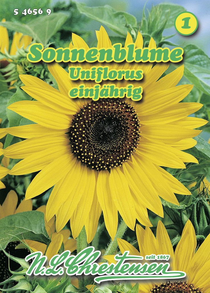 Saatgut Helianthus Sonnenblume uniflorus Chrestensen AR8358