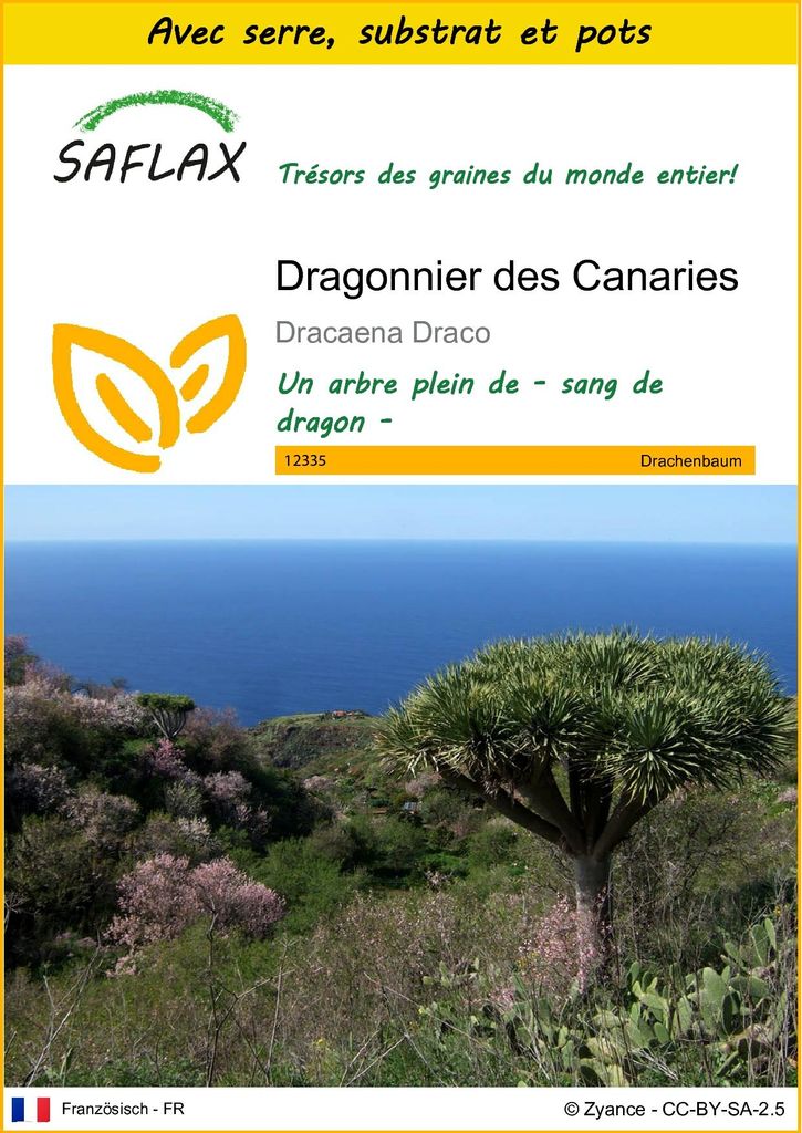 SAFLAX Ensemble de culture - Dragonnier des Canaries - 5 Image du produit 