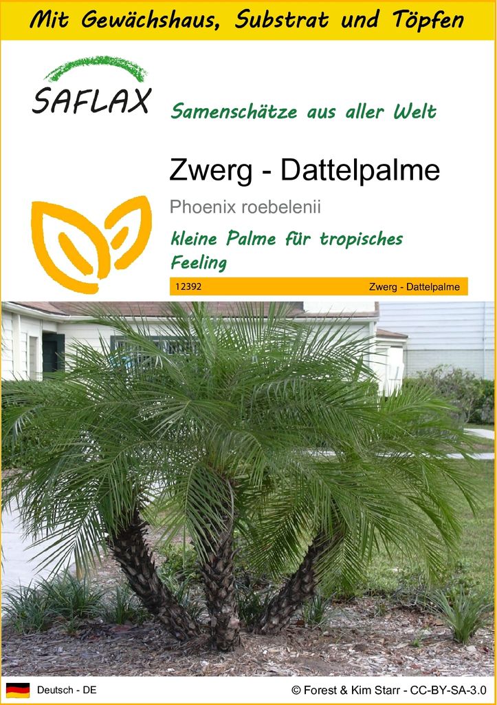 SAFLAX Anzucht Set - Zwerg - Dattelpalme - Phoenix roebelenii - 25 Samen - Mit Mini-Gewächshaus, Anzuchtsubstrat und 2 Töpfen