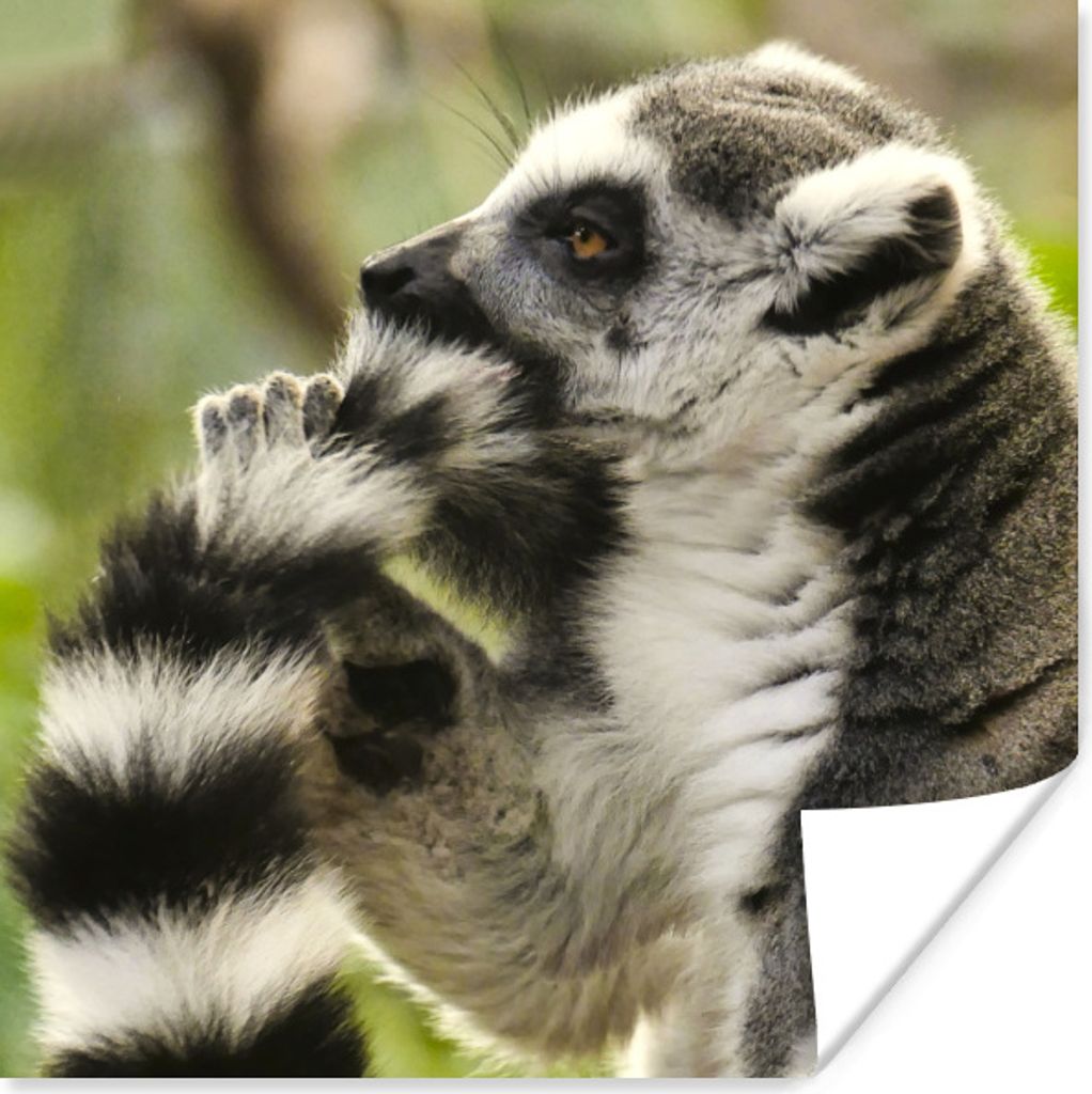 MuchoWow Poster Affe - Tier - Ringschwanzlemur 75x75 cm - Wand Dekoration
