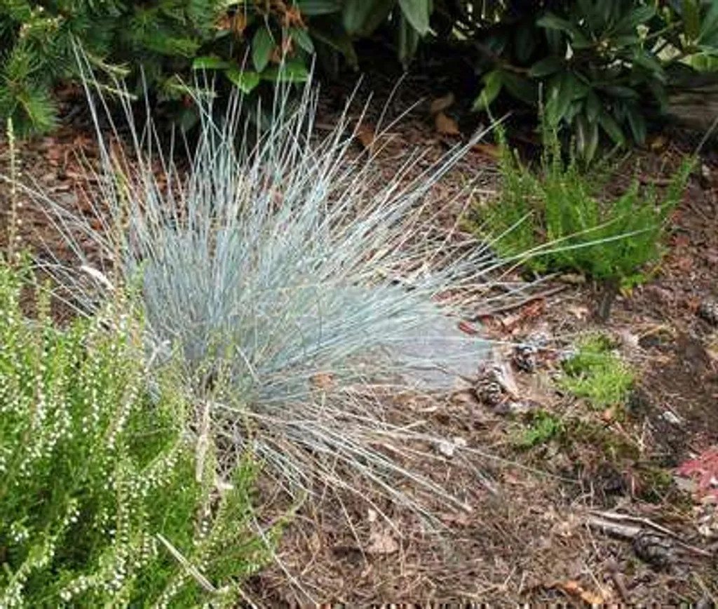 Fétuque bleue Uchte au feuillage persistant - 6 plants robustes