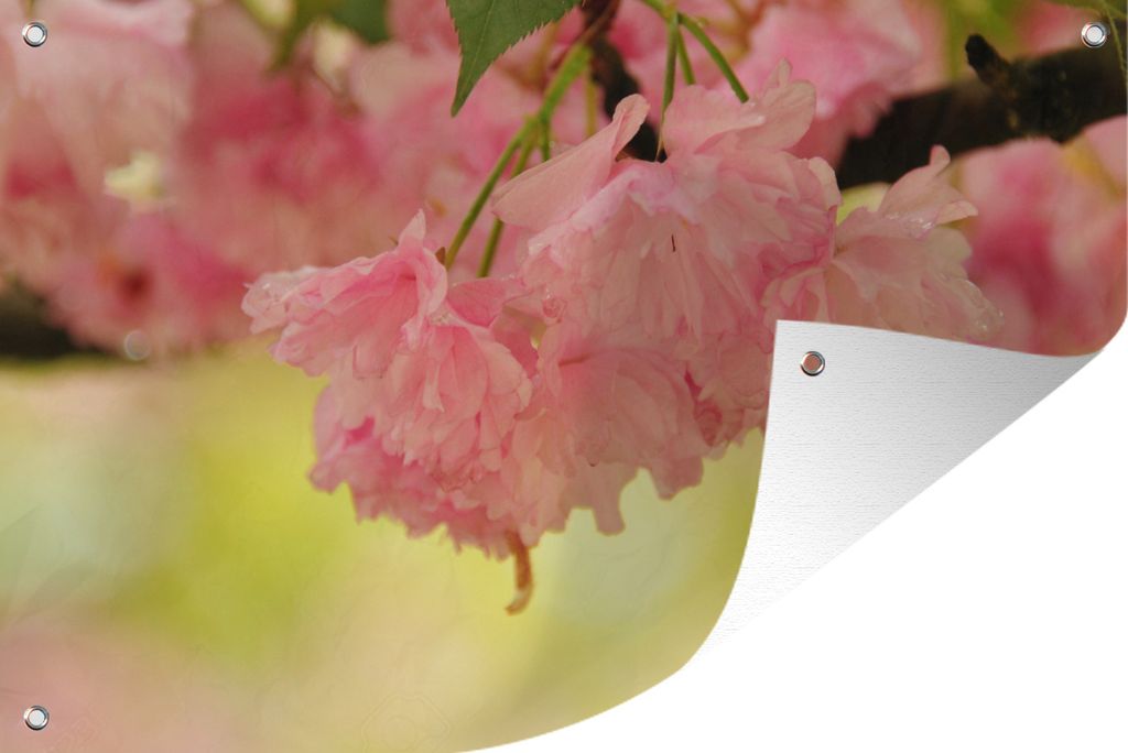 MuchoWow 90x60 cm Outdoor-Poster Gartendeko Sichtschutz Garten Poster für den Garten Ein rosa Zierbaum mit hellgelbem Hintergrund