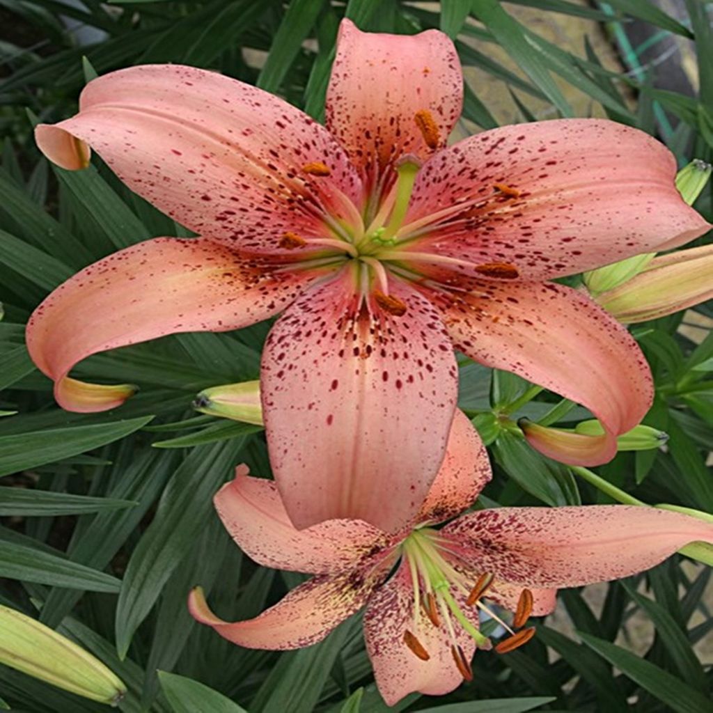 Asiatische Lilie Lilium Zwiebel Blumen Morpho Pink 1 St. Produktbild 
