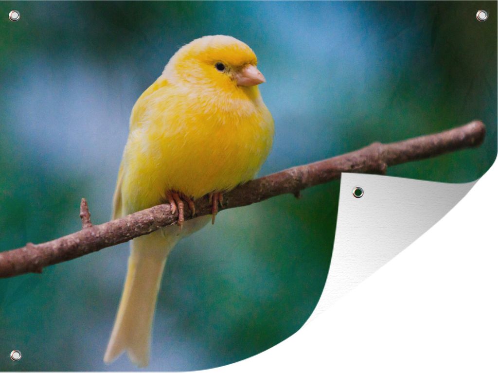 MuchoWow 40x30 cm Outdoor-Poster Gartendeko Sichtschutz Garten Poster für den Garten Orangefarbener Kanarienvogel
