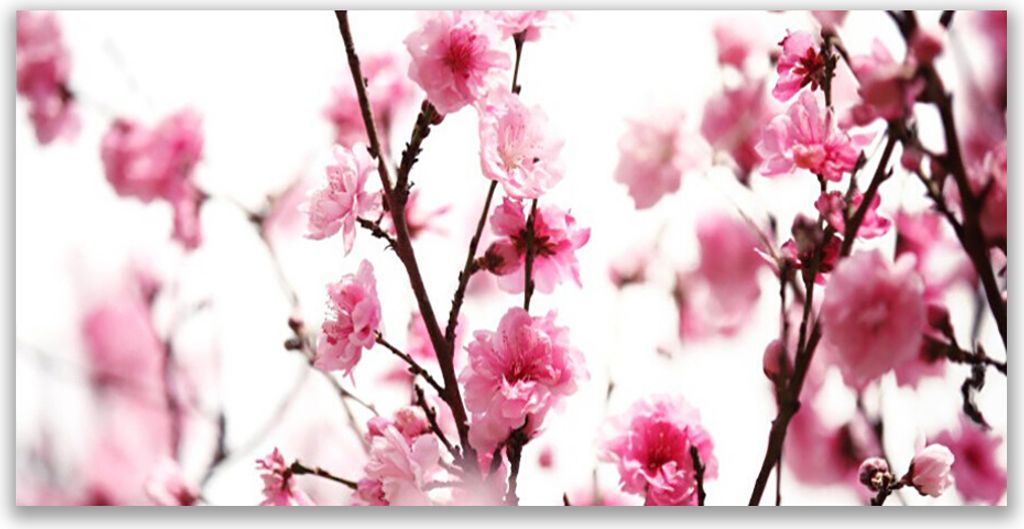 Glasbilder 120x60 Wandbild Druck auf Glas Zweige Blumen Pflanzen