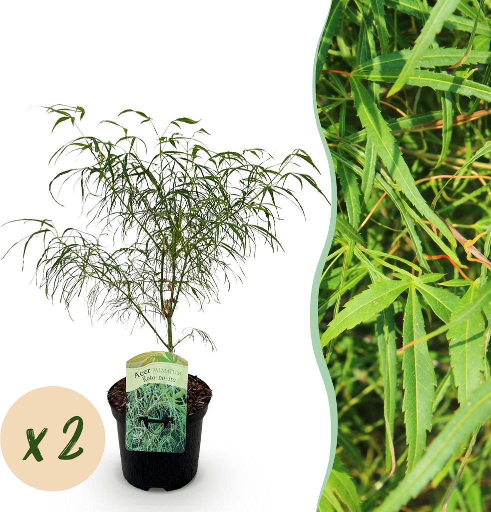 GreenboutiQ - Balkonpflanze - Japanischer Ahorn - Acer palmatum Koto-no-ito - Grün - 2 Pflanzen - Laubabwerfend - Topf 19cm Höhe 70cm