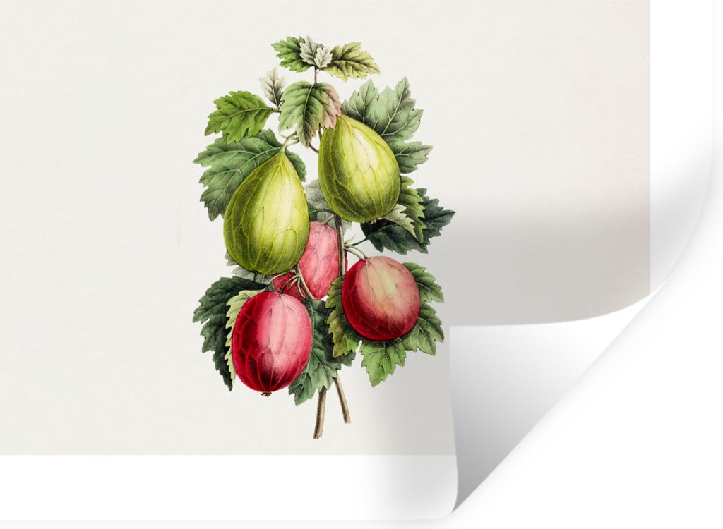 MuchoWow Wandtattoo Wandsticker Wandaufkleber Früchte - Feigen - Blätter 120x90 cm Selbstklebend und Repositionierbar - Aufkleber