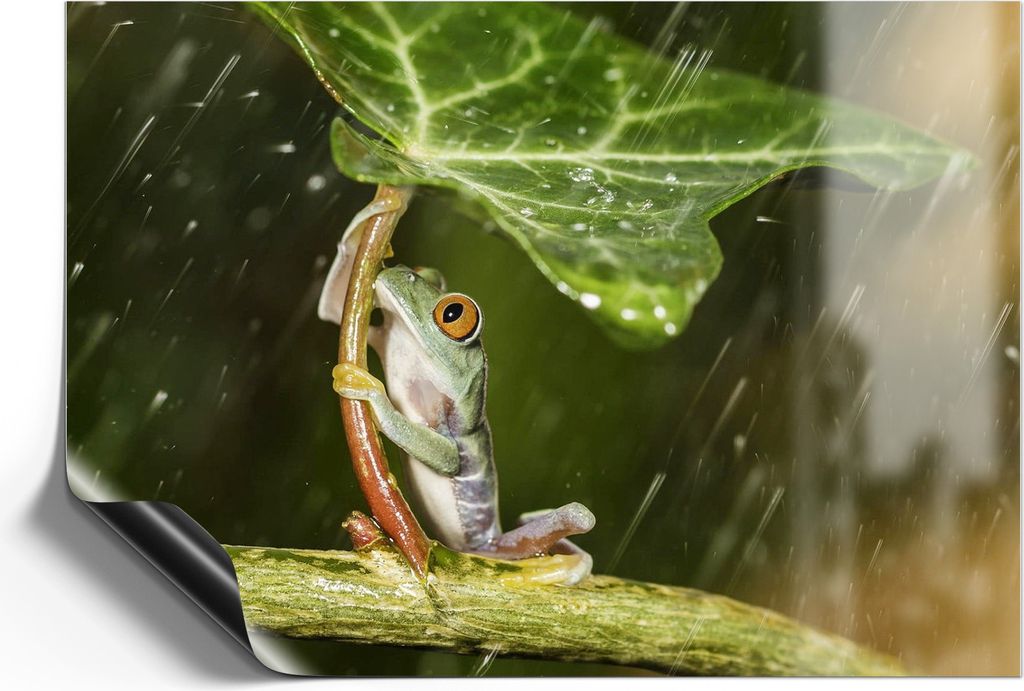 DEQORI Magnetmatte Universal 30x21 cm (A4) 'Regenwaldjuwel' Magnetfolie Kalender Planer