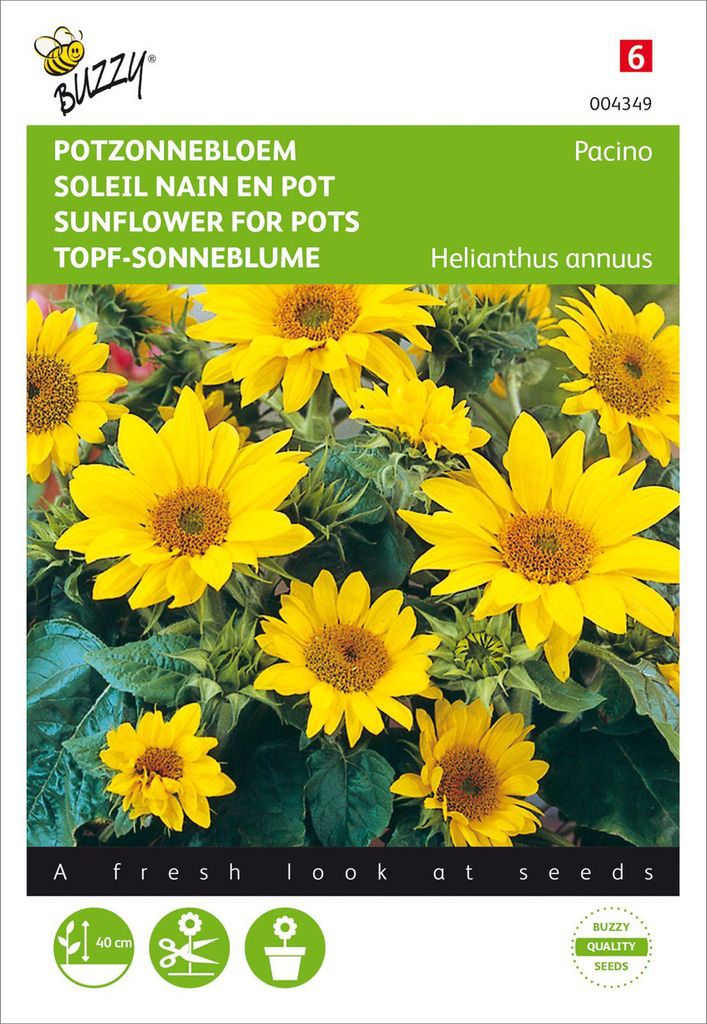 Niedrige Topf-Sonnenblume Pacino | Sonnenblumensamen von Buzzy Seeds