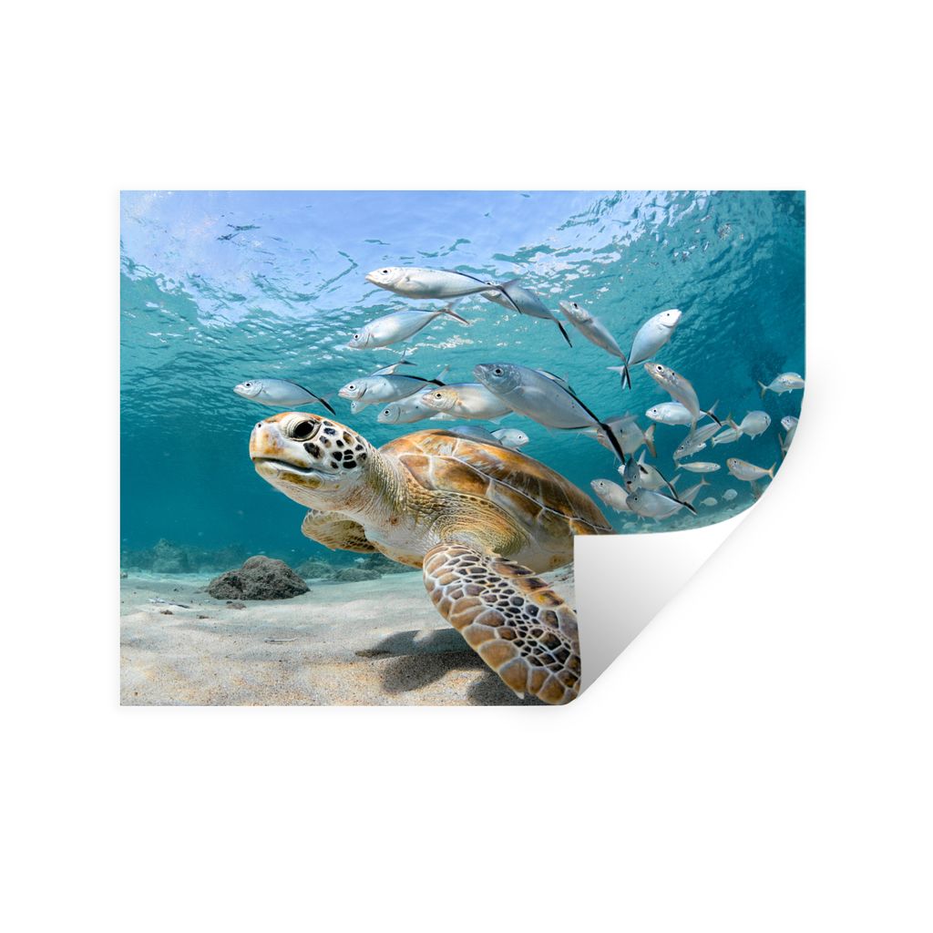 MuchoWow Wandtattoo Wandsticker Wandaufkleber Schildkröte - Fisch - Meer 80x60 cm Selbstklebend und Repositionierbar - Faltenfrei